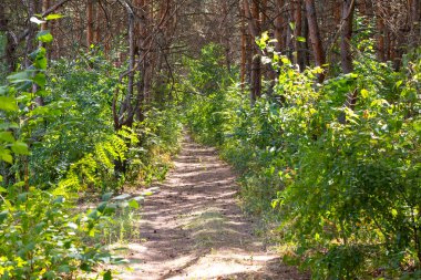 bir çam ormanında güzel bir yol