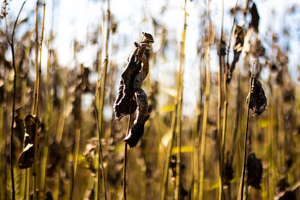 Сухі Стебла Трави Осіння Трава Полі — стокове фото