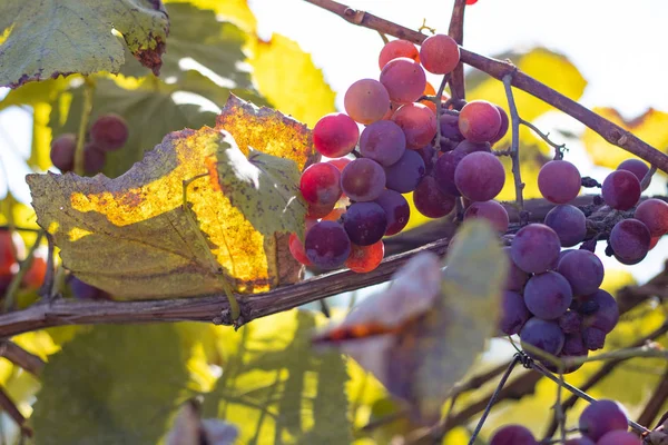 Bellissimi Grappoli Uva Bacche Uva Matura Succosa — Foto Stock