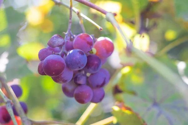 Hermosos Racimos Uvas Bayas Uvas Maduras Jugosas — Foto de Stock