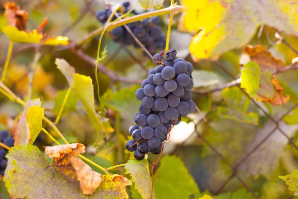 Hermosos Racimos Uvas Bayas Uvas Maduras Jugosas — Foto de Stock