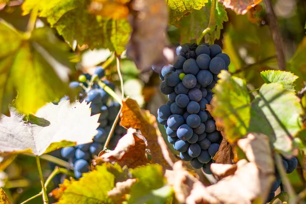 Bellissimi Grappoli Uva Bacche Uva Matura Succosa — Foto Stock