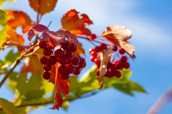 Las Bayas Rojas Del Viburno Árbol Racimos Ceniza Montaña Otoño — Foto de Stock