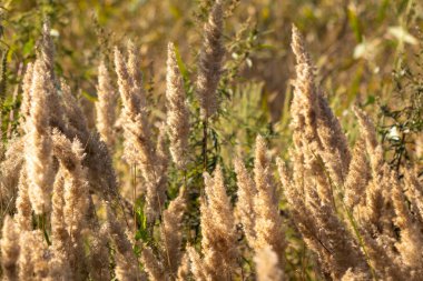 çim kuru sapları. alanında sonbahar çim.