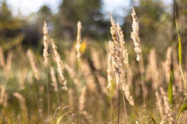 çim kuru sapları. alanında sonbahar çim.