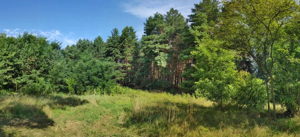 Pięknym Krajobrazem Naturalnym Panorama Lasem Wysokie Sosny Igły — Zdjęcie stockowe