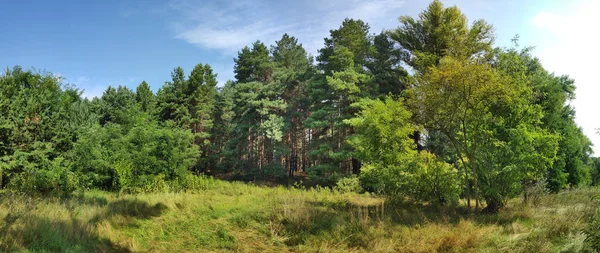 Schöne Naturlandschaft Panorama Mit Wald Hohe Kiefern Und Nadeln — Stockfoto