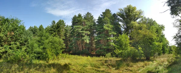 Prachtige Natuurlijke Landschap Panorama Met Bos Hoge Dennen Naalden — Stockfoto