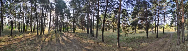 Güzel Doğal Manzara Orman Ile Panorama Uzun Çam Iğneler — Stok fotoğraf