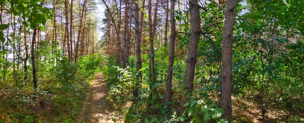 Schöne Naturlandschaft Panorama Mit Wald Hohe Kiefern Und Nadeln — Stockfoto