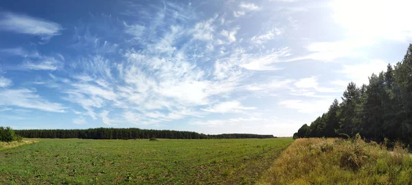 Pięknym Krajobrazem Naturalnym Panorama Lasem Wysokie Sosny Igły — Zdjęcie stockowe