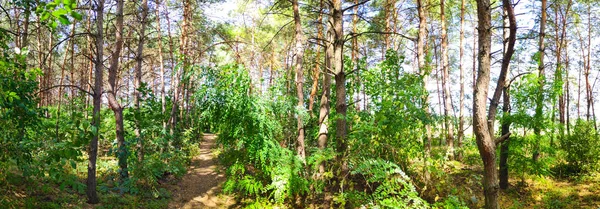 Beau Paysage Naturel Panorama Avec Forêt Grands Pins Aiguilles — Photo