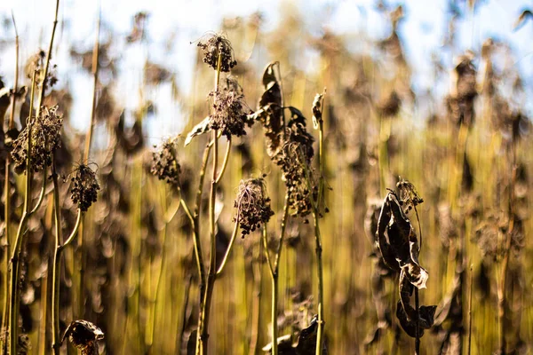 Сухі Стебла Трави Осіння Трава Полі — стокове фото