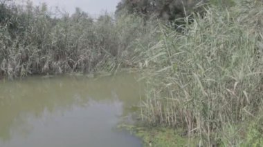 bataklıkta yeşil su. deniz yosunu ve sazlık. Serisi.