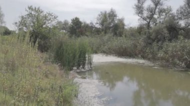 bataklıkta yeşil su. deniz yosunu ve sazlık. Serisi.