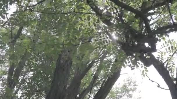 Promienie Słońca Przez Gałęzie Drzewa — Wideo stockowe