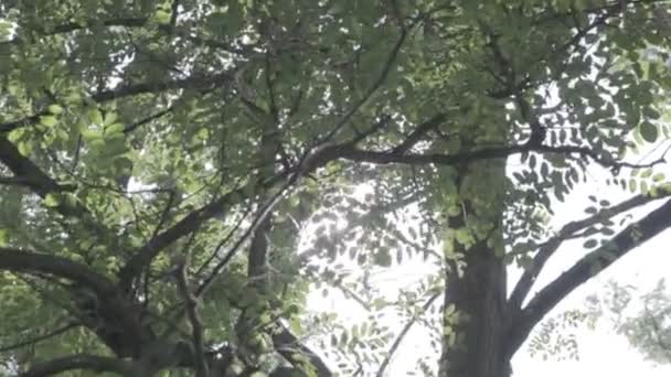 Sinar Matahari Melalui Cabang Cabang Pohon — Stok Video