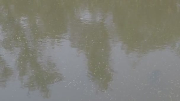 Зеленая Вода Болоте Морские Водоросли Камыш Серия — стоковое видео