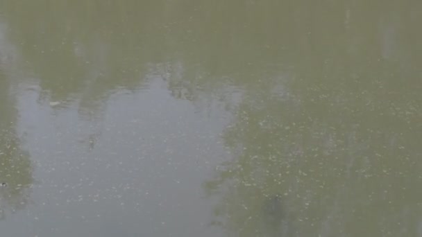 Água Verde Pântano Algas Juncos Série — Vídeo de Stock