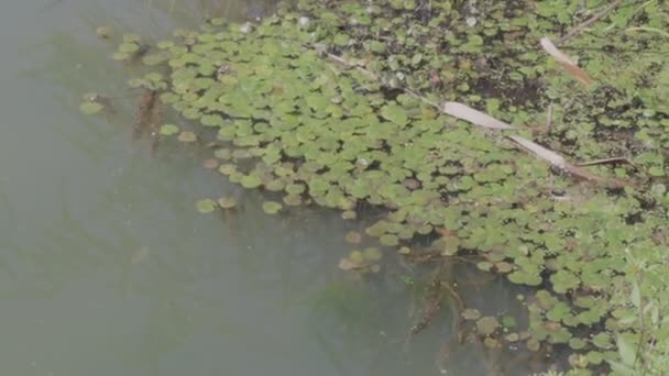 Água Verde Pântano Algas Juncos Série — Vídeo de Stock