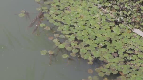 沼地の緑の水海藻とリード シリーズ — ストック動画