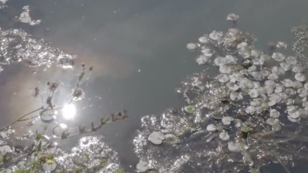 Зелена Вода Болоті Водорості Очерет Серії — стокове відео