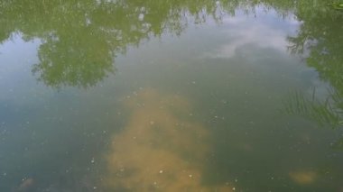 bataklıkta yeşil su. deniz yosunu ve sazlık. Serisi.