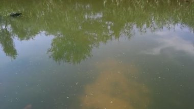 bataklıkta yeşil su. deniz yosunu ve sazlık. Serisi.