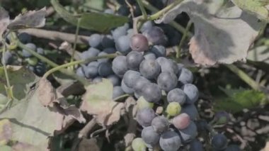 asma üzerinde üzüm demetleri. olgun üzüm meyveleri. nötr renk profili