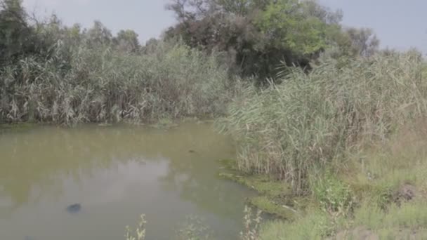 Grünes Wasser Sumpf Algen Und Schilf Serie — Stockvideo