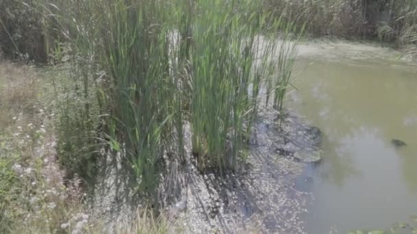 Agua Verde Pantano Algas Juncos Serie — Vídeo de stock