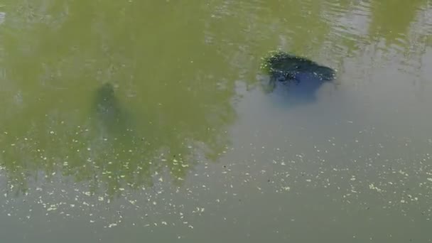 Grünes Wasser Sumpf Algen Und Schilf Serie — Stockvideo