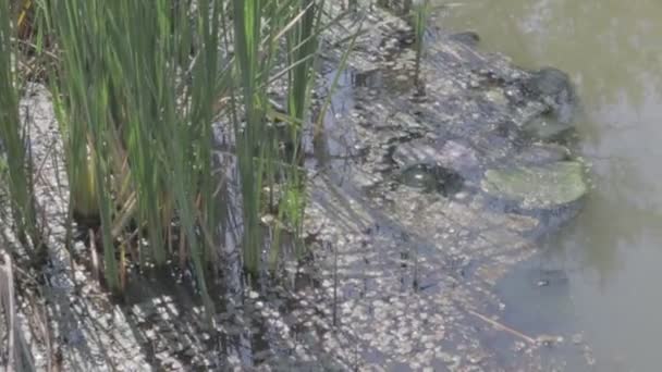 Groen Water Het Moeras Zeewier Riet Serie — Stockvideo