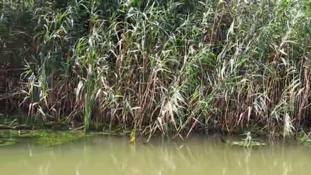 Acqua Verde Nella Palude Alghe Canne Serie — Video Stock