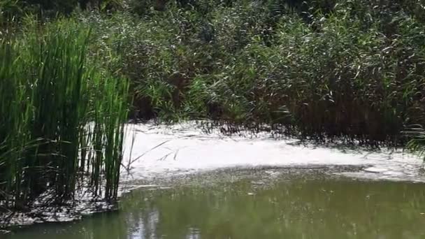 Agua Verde Pantano Algas Juncos Serie — Vídeo de stock