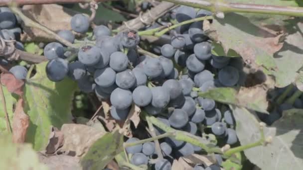 Bunches Grapes Vine Ripe Grape Berries Neutral Color Profile — Stock Video