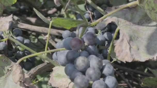 Svazků Vinných Hroznů Vinné Révy Zralých Vinných Bobulí Neutrální Barevný — Stock video
