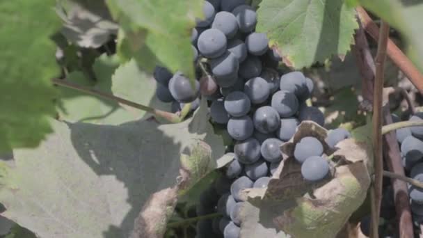 Racimos Uvas Vid Bayas Uva Maduras Perfil Color Neutro — Vídeo de stock