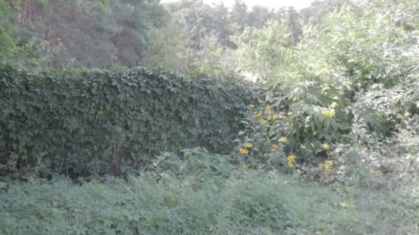 生い茂ったフェンス 緑の生け垣 装飾的なブドウの葉 — ストック動画