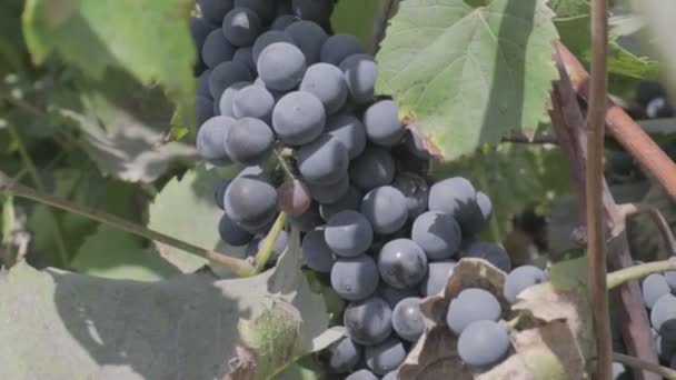 Grappes Raisins Sur Vigne Fruits Mûrs Raisin Profil Couleur Neutre — Video