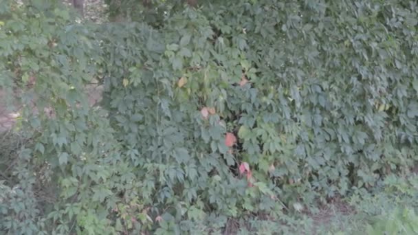 生い茂ったフェンス 緑の生け垣 装飾的なブドウの葉 — ストック動画