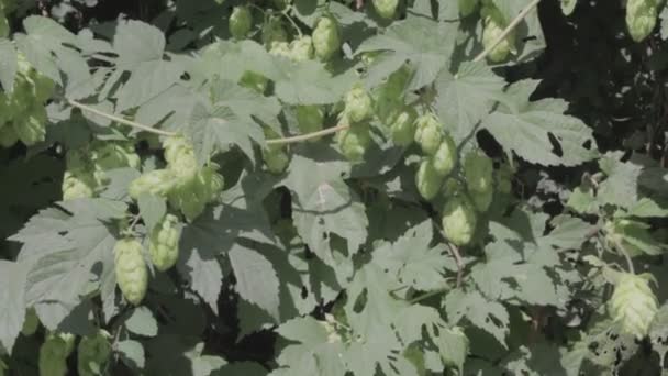 Grüner Hopfen Hopfenblätter Und Zapfen — Stockvideo