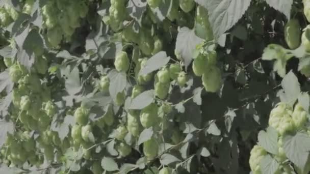 Зеленый Хмель Хмелевые Листья Шишки — стоковое видео
