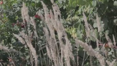 kuru ot sapları rüzgarda salya