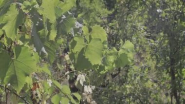 yeşil üzüm yaprakları. nötr renk profili