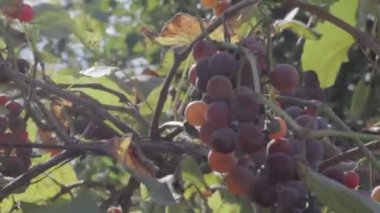 asma üzerinde üzüm demetleri. olgun üzüm meyveleri. nötr renk profili