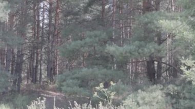 bir orman ile doğal manzara. uzun çam.