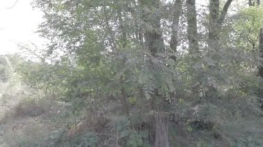 Güneş ışınları bir ağacın dallarından geçiyor..