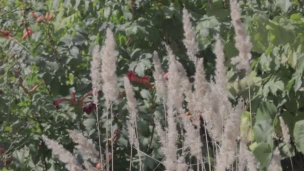 干草茎在风中摇摆 — 图库视频影像