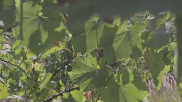 Green Grape Leaves Neutral Color Profile — Stock Video